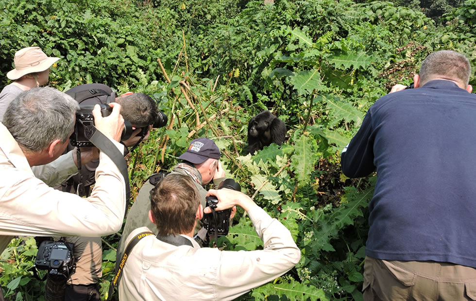 Where to See Gorillas: Bwindi Vs Volcanoes National Park
